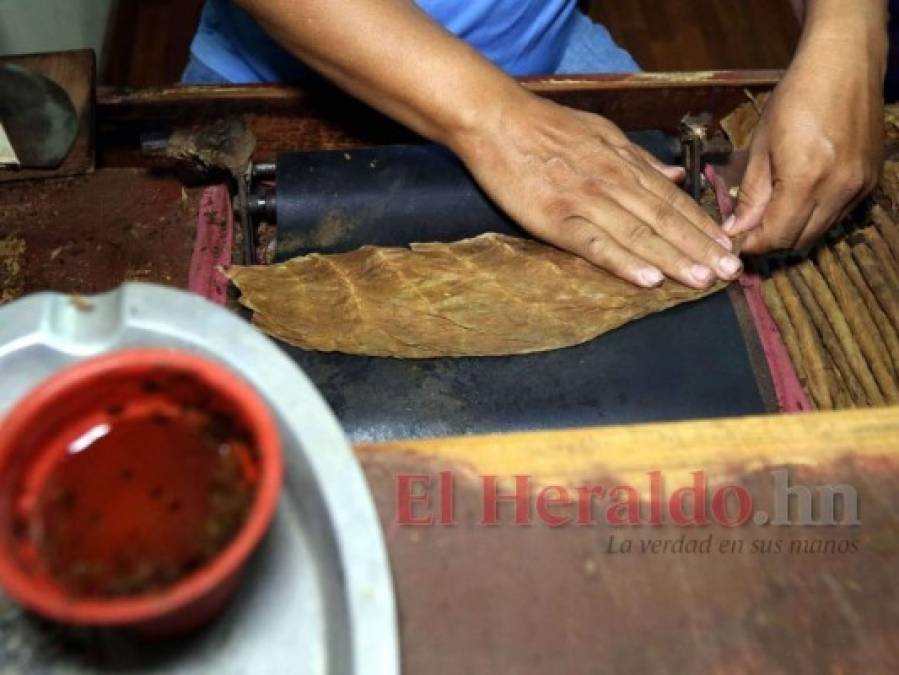 ¿Cómo se elabora el tabaco hondureño, reconocido entre los mejores a nivel mundial?