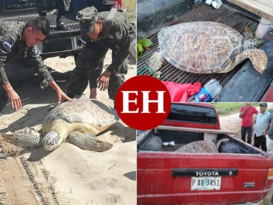 Del cautiverio a su hábitat: la liberación de una tortuga en peligro de extinción en Colón