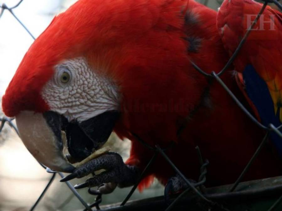 20 fotos de animales en el zoológico de Tegucigalpa que te cambiarán el día