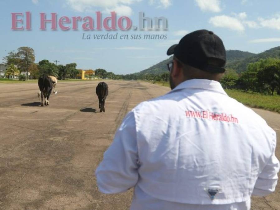 Fotos: Llena de baches y usada como corral, así está la pista del aeródromo de Trujillo