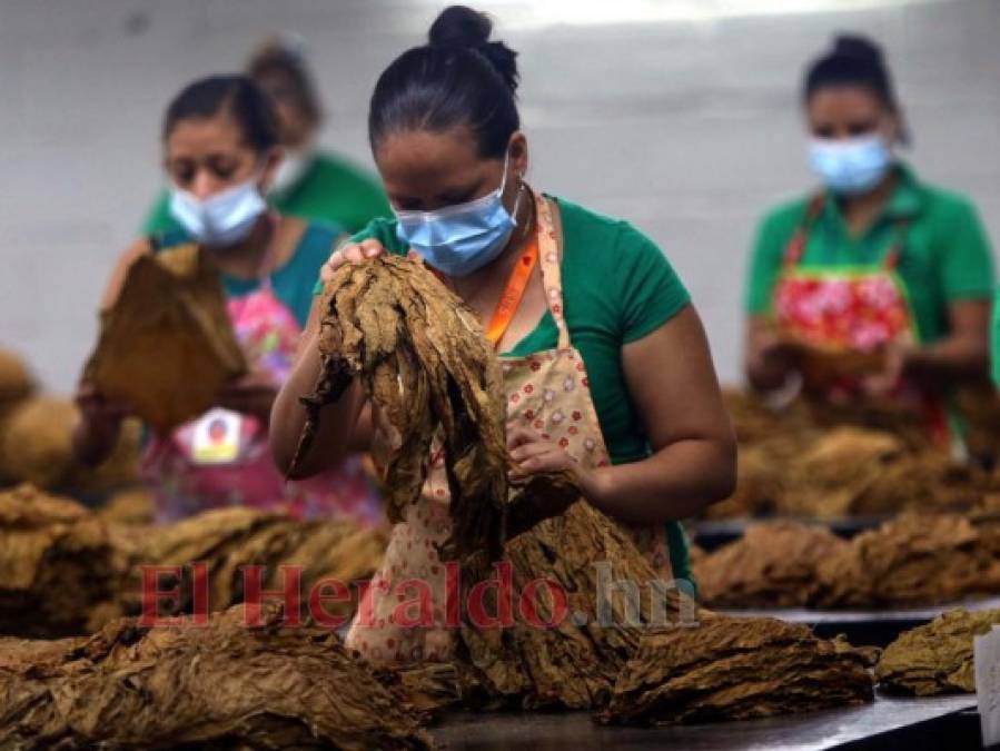 ¡Exquisito aroma y sabor! Tabaco hondureño, uno de los mejores a nivel mundial