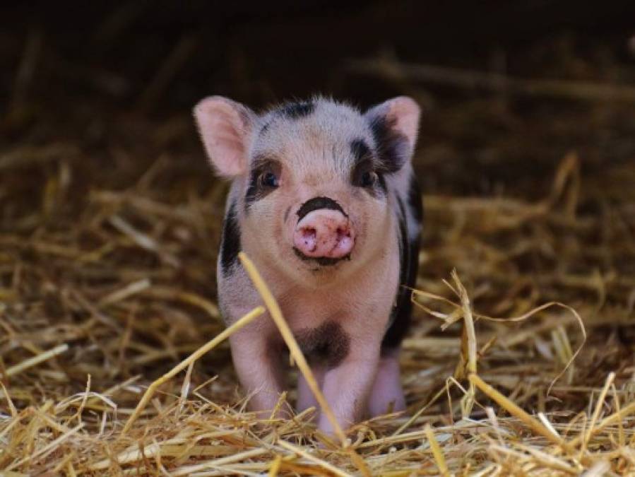 Lo que se sabe de la nueva gripe porcina que podría transmitirse a humanos  