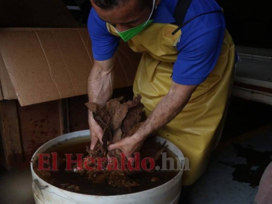 ¡Exquisito aroma y sabor! Tabaco hondureño, uno de los mejores a nivel mundial