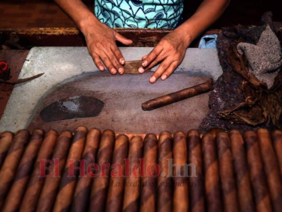 ¡Exquisito aroma y sabor! Tabaco hondureño, uno de los mejores a nivel mundial