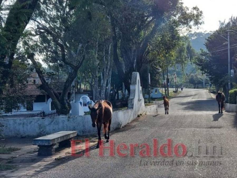 En vehículo, mototaxi o caballo: Así llegó a votar la gente en Santa Ana, Ojojona y Sabanagrande