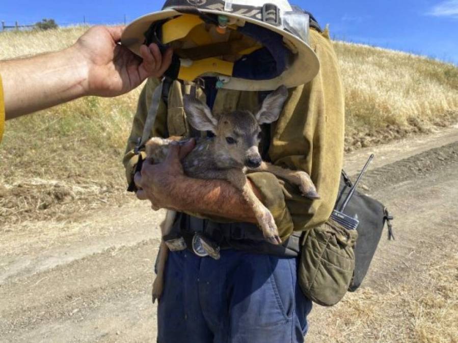 Impactantes imágenes de los devastadores incendios forestales en Florida