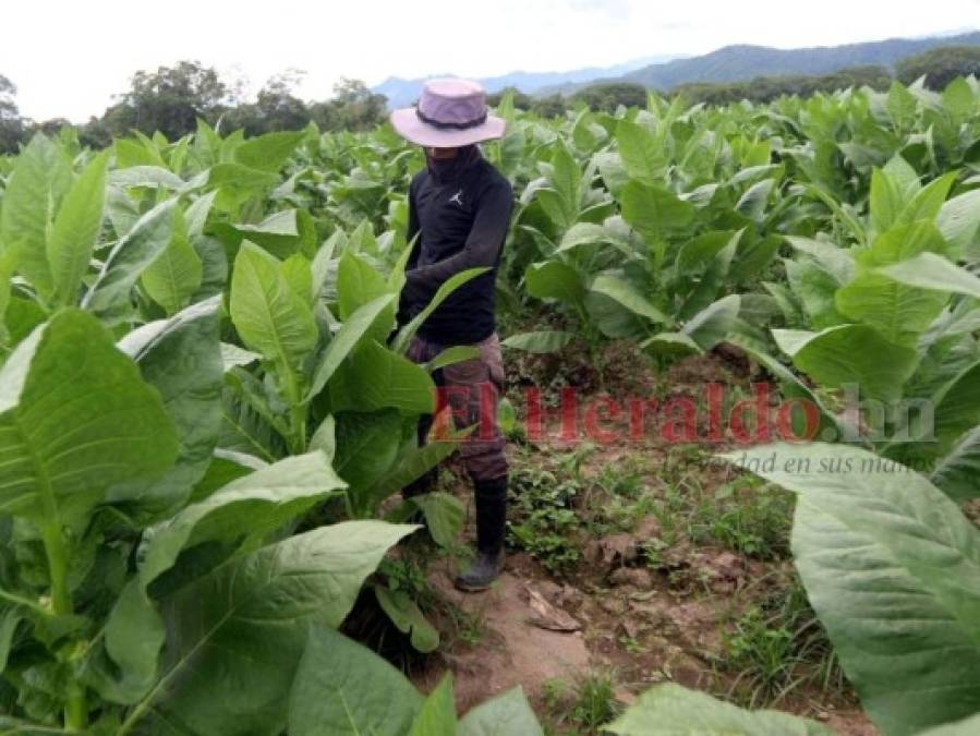 ¿Cómo se elabora el tabaco hondureño, reconocido entre los mejores a nivel mundial?