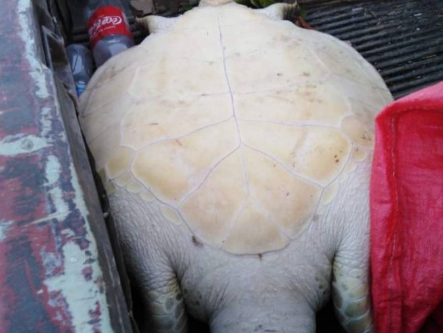 Del cautiverio a su hábitat: la liberación de una tortuga en peligro de extinción en Colón
