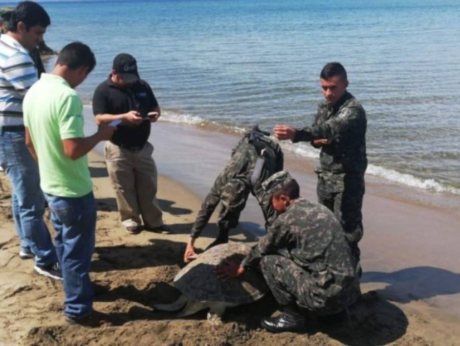 Del cautiverio a su hábitat: la liberación de una tortuga en peligro de extinción en Colón