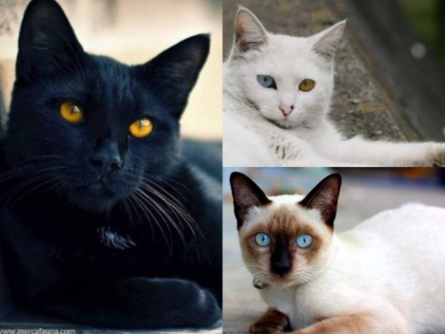 El top 10 de los gatos más bellos del mundo   