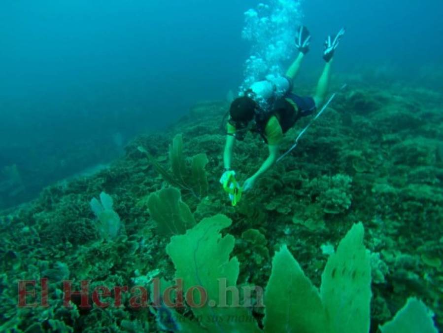 Los paisajes que te invitan a viajar esta Semana Santa a la costa norte de Honduras