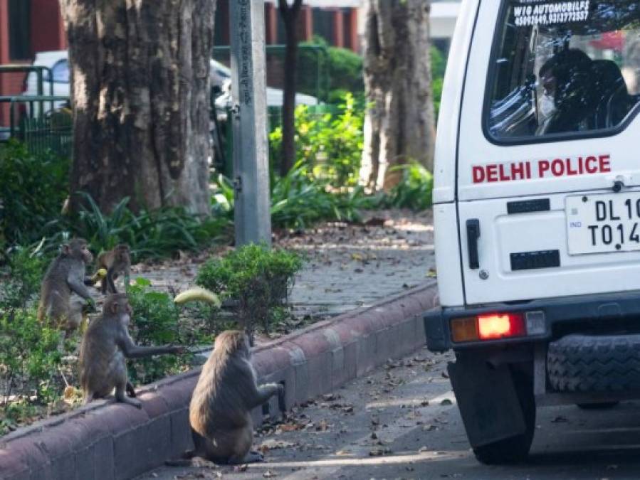 FOTOS: Mientras India está confinada, los animales salen a las calles