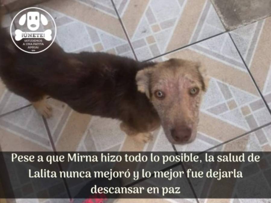 La historia de Lalita, una valiente perrita que luchó hasta el último día de su vida