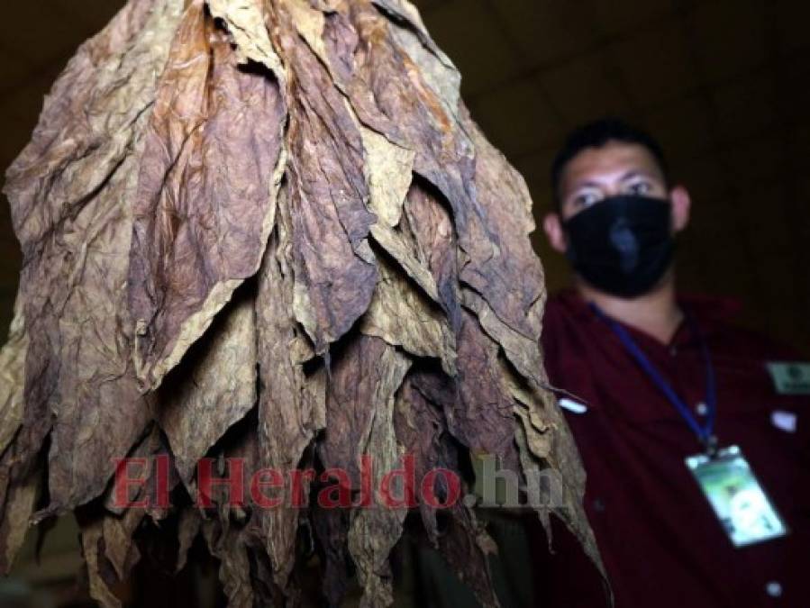 ¡Exquisito aroma y sabor! Tabaco hondureño, uno de los mejores a nivel mundial