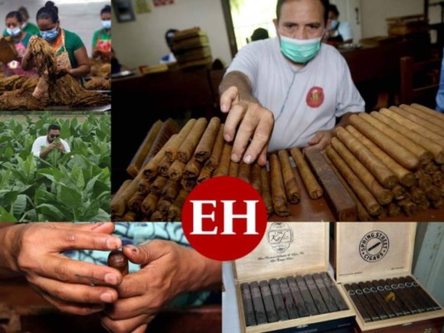 ¡Exquisito aroma y sabor! Tabaco hondureño, uno de los mejores a nivel mundial