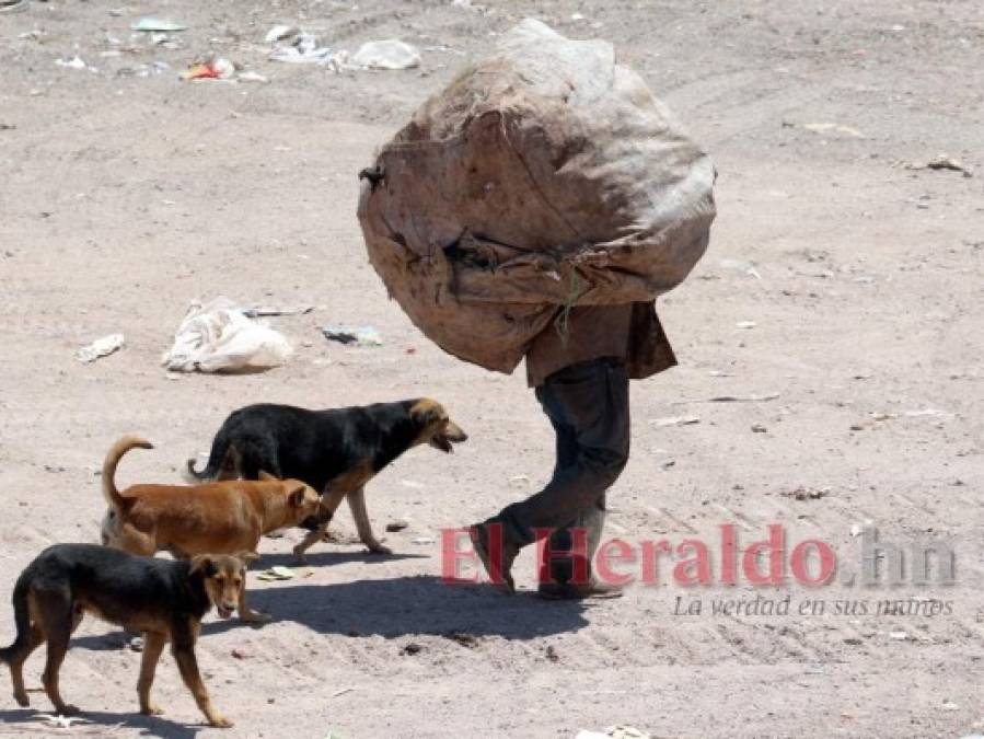 FOTOS: Así es un día de trabajo de los pepenadores en el crematorio de la capital de Honduras