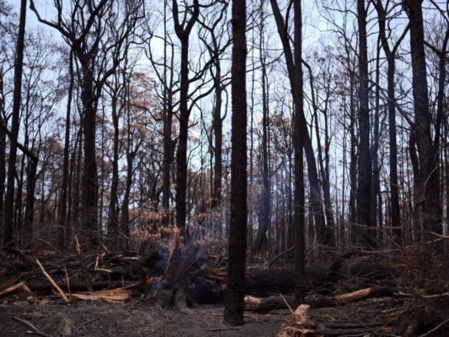 FOTOS: Salvan los 'árboles dinosaurios' del fuego en Australia