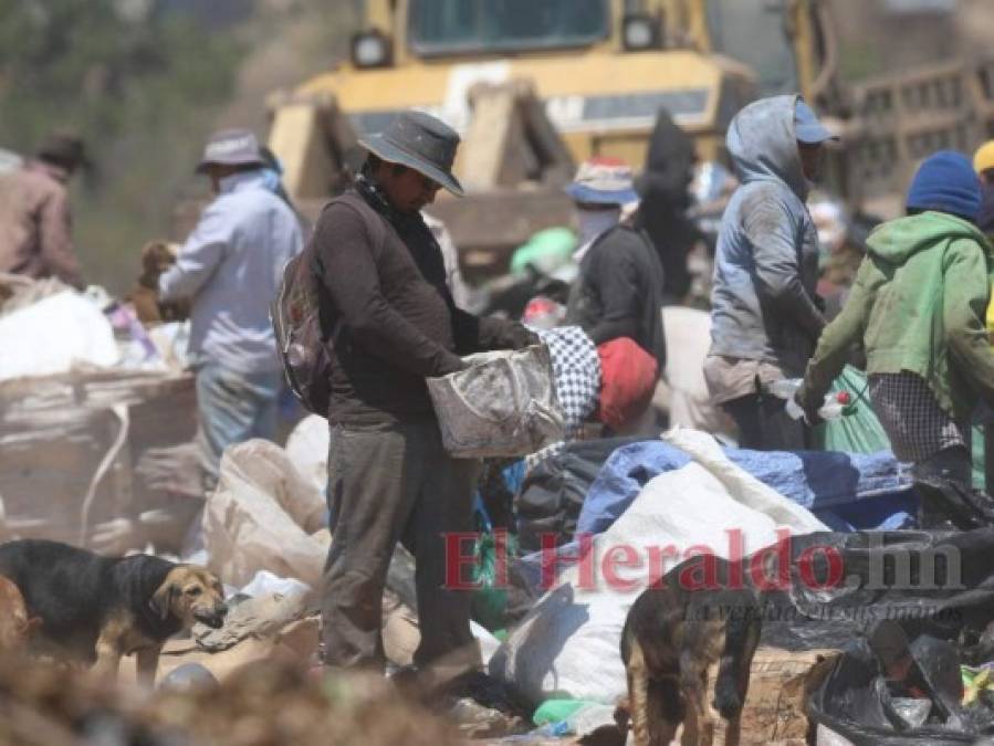 FOTOS: Así es un día de trabajo de los pepenadores en el crematorio de la capital de Honduras