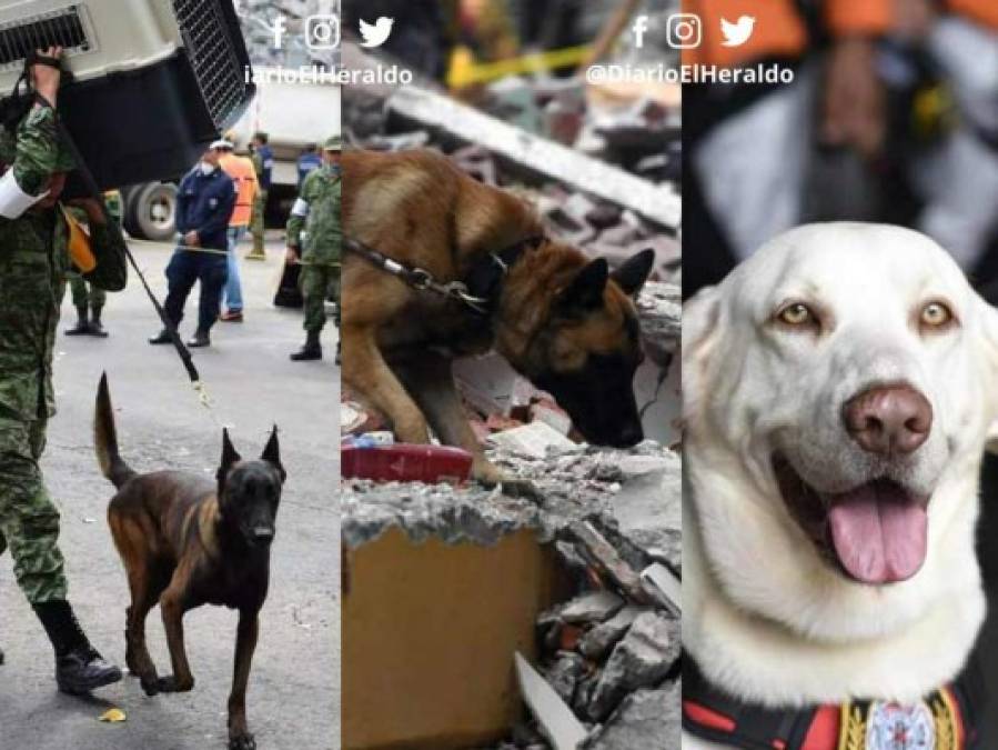 Conoce a los perros detrás del rescate de sobrevivientes en México
