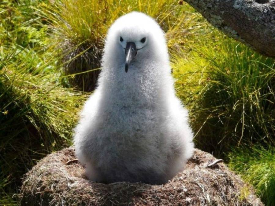 FOTOS: Conozca la 'isla más remota' de la Tierra, ahora santuario de vida marina