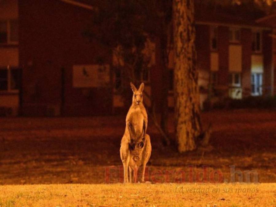 10 claves de los voraces incendios forestales en Australia