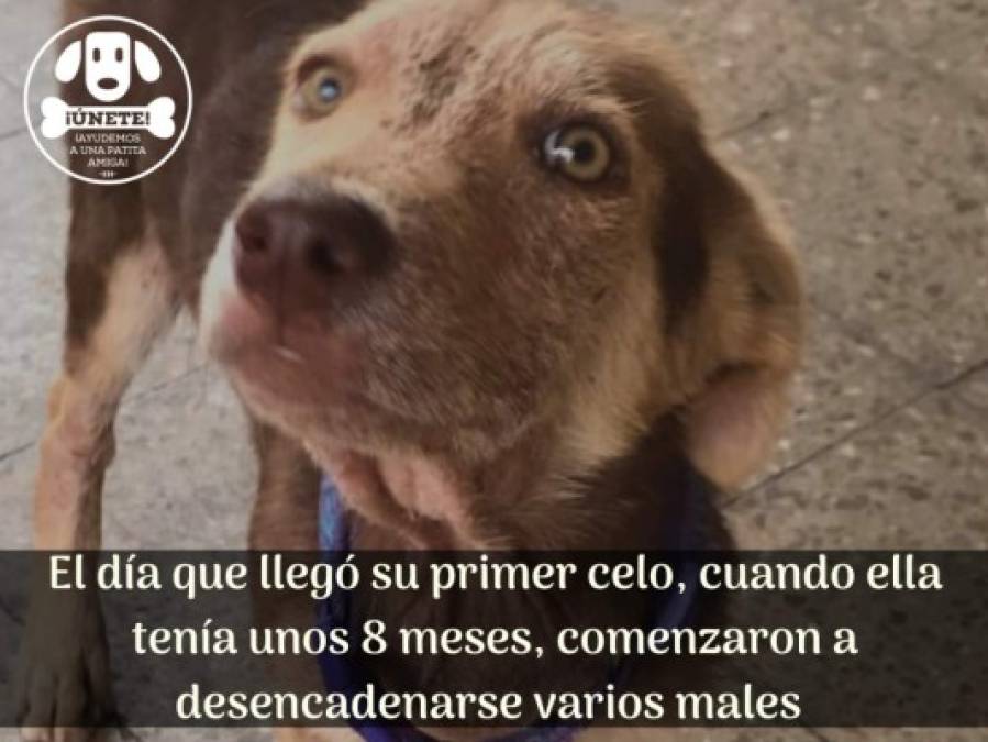 La historia de Lalita, una valiente perrita que luchó hasta el último día de su vida