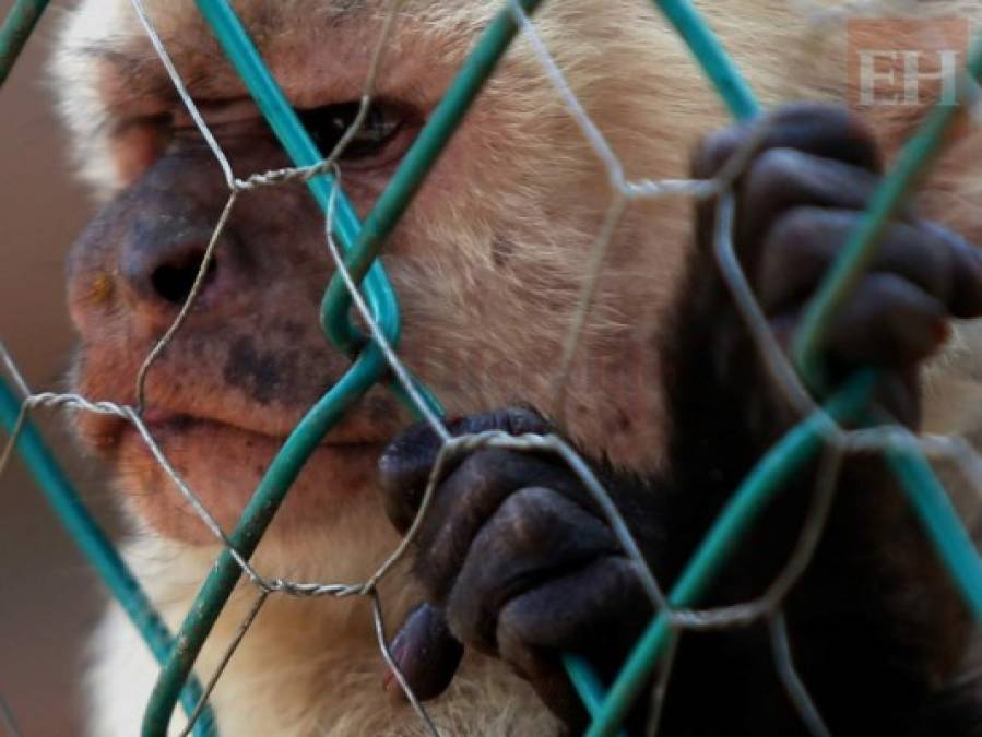 20 fotos de animales en el zoológico de Tegucigalpa que te cambiarán el día