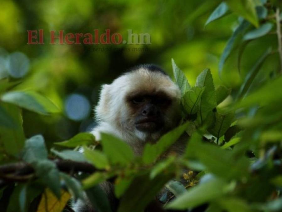 FOTOS: La fauna más hermosa captada en los bosques hondureños