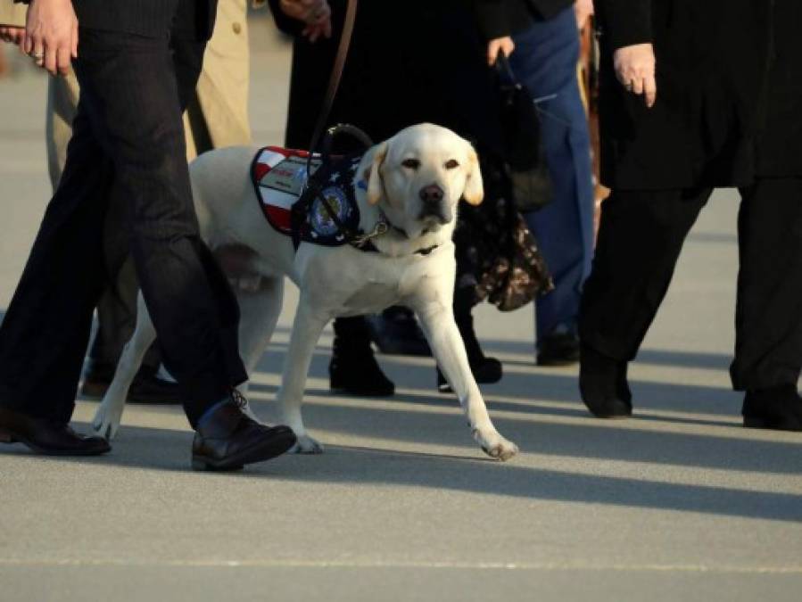 FOTOS: La conmovedora historia de Sully, el perro que acompañó a Bush hasta el final