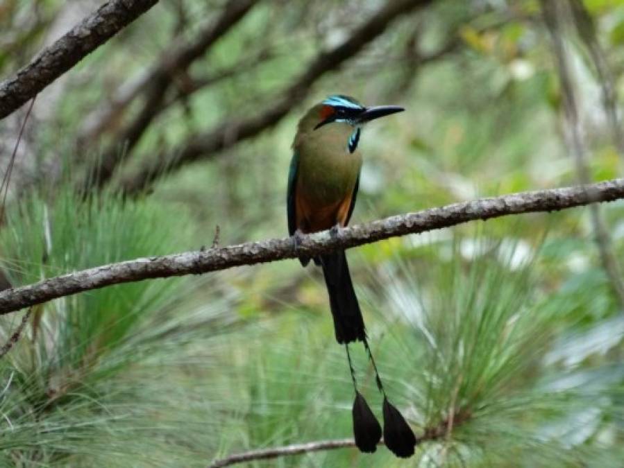 FOTOS: Exóticas y coloridas, así son las aves que se observan en Comayagua