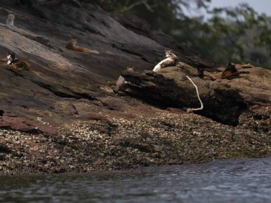 La horripilante escena en Isla de Gatos, Brasil, tras hambruna por la pandemia  