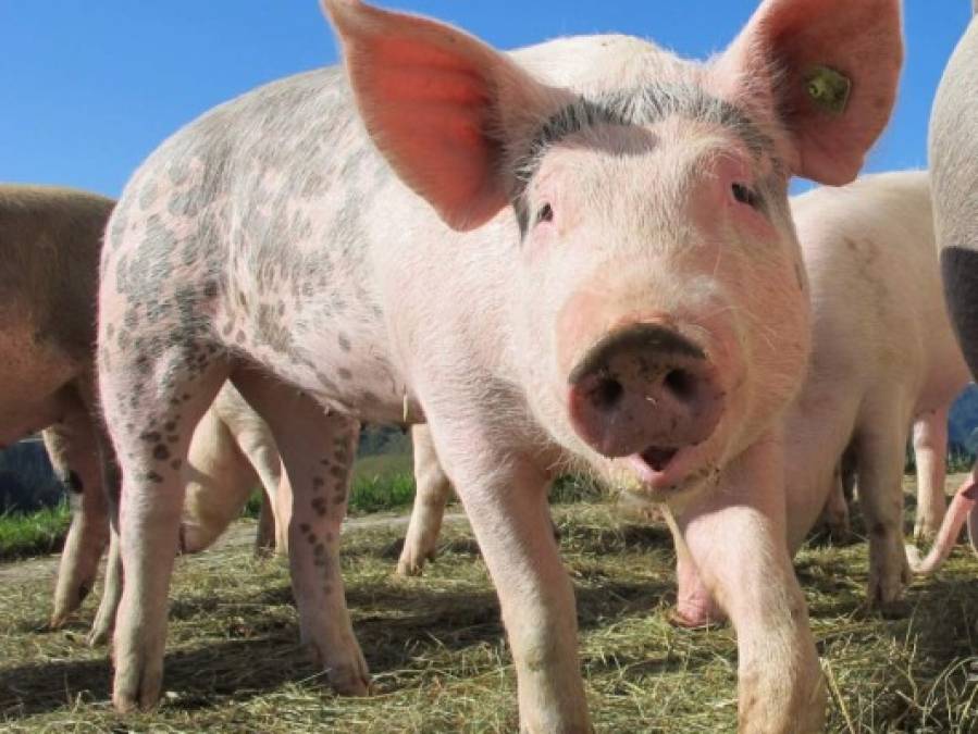 Lo que se sabe de la nueva gripe porcina que podría transmitirse a humanos  
