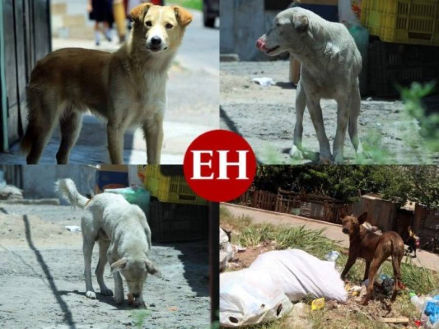 FOTOS: 10 datos sobre los animales callejeros en la capital de Honduras