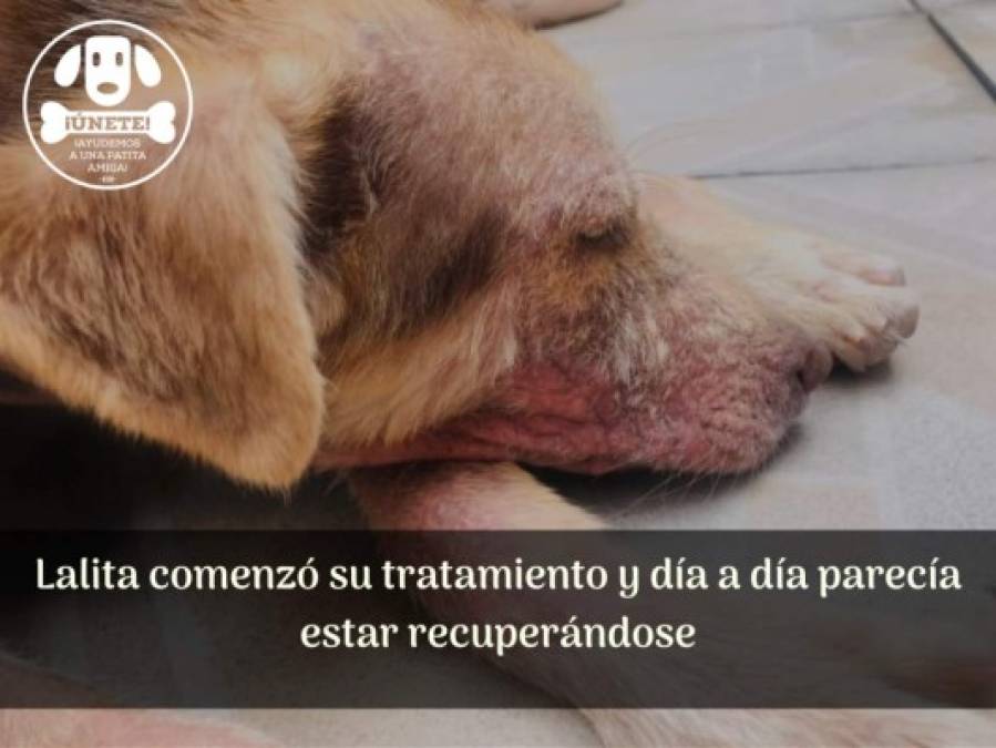 La historia de Lalita, una valiente perrita que luchó hasta el último día de su vida