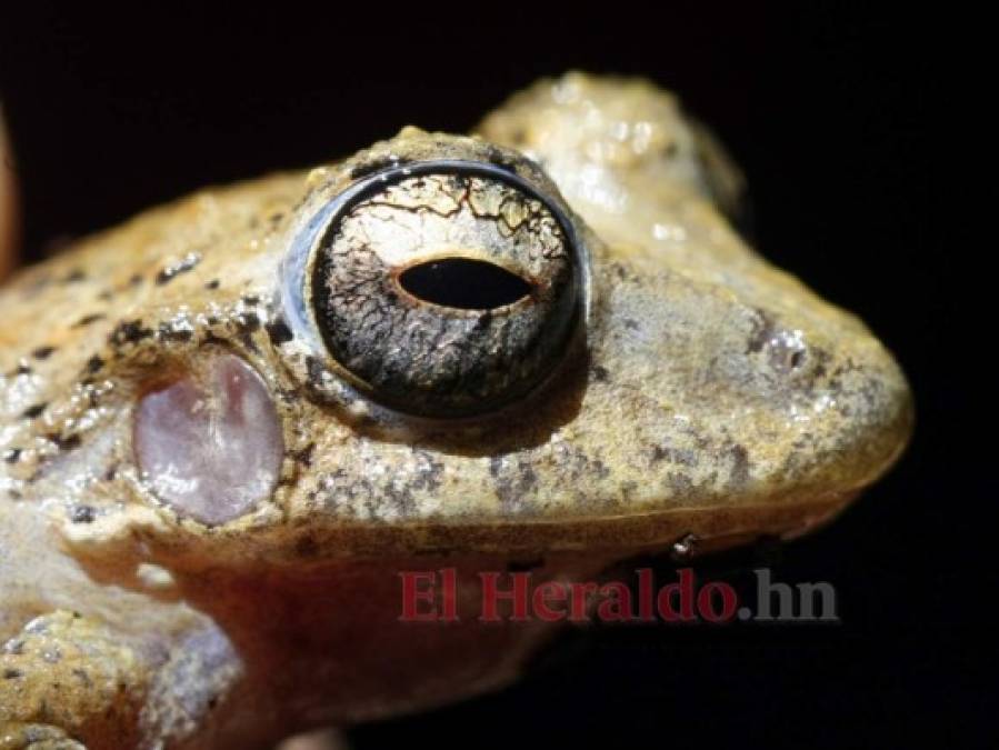 FOTOS: La fauna más hermosa captada en los bosques hondureños