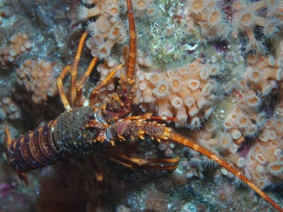 FOTOS: Conozca la 'isla más remota' de la Tierra, ahora santuario de vida marina