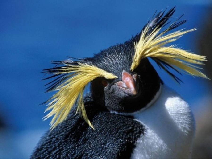 FOTOS: Conozca la 'isla más remota' de la Tierra, ahora santuario de vida marina