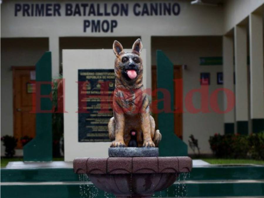 Así es el entrenamiento de los agentes caninos en el Batallón de la Policía Militar