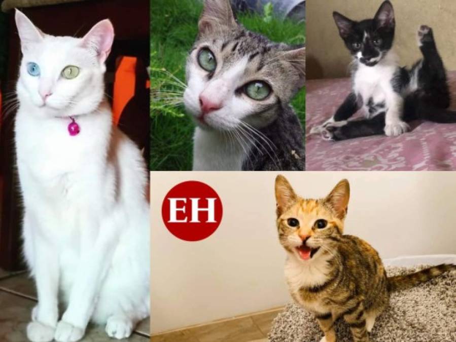 Tiernas imágenes que comparten nuestros lectores en el Día Internacional del Gato