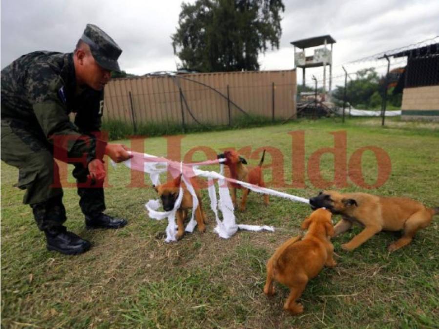Así es el entrenamiento de los agentes caninos en el Batallón de la Policía Militar
