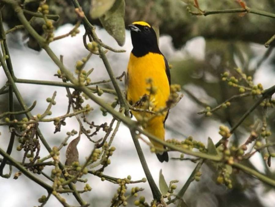 Así lucen algunas de las hermosas aves del Lago de Yojoa en Honduras