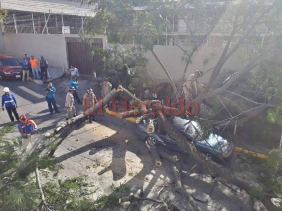 FOTOS: Árbol aplastó vehículo en la colonia Tepeyac de la capital