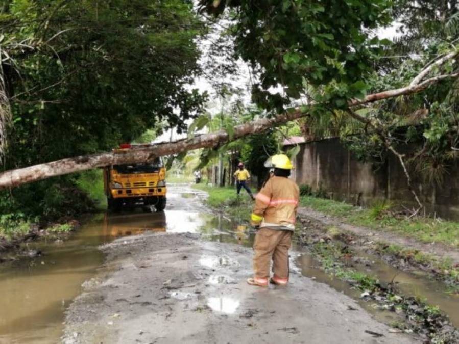 Fuertes lluvias dejan aludes, inundaciones y caídas de árboles en distintos sectores del país