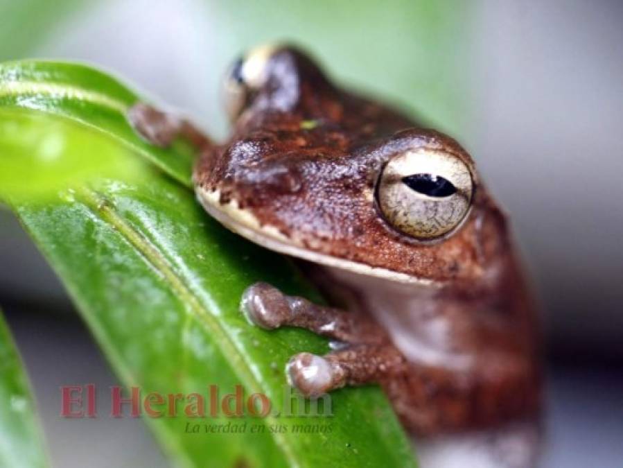 FOTOS: La fauna más hermosa captada en los bosques hondureños