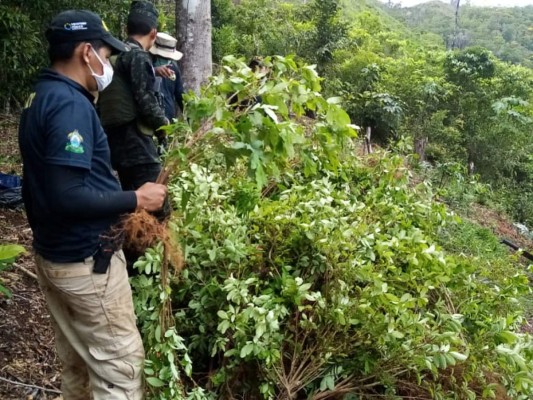 FOTOS: Así es la zona donde desmantelaron narcolaboratorio en Colón