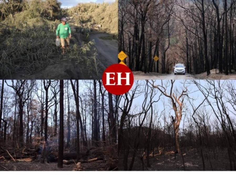 FOTOS: Salvan los 'árboles dinosaurios' del fuego en Australia