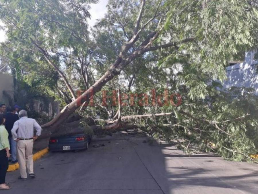 FOTOS: Árbol aplastó vehículo en la colonia Tepeyac de la capital