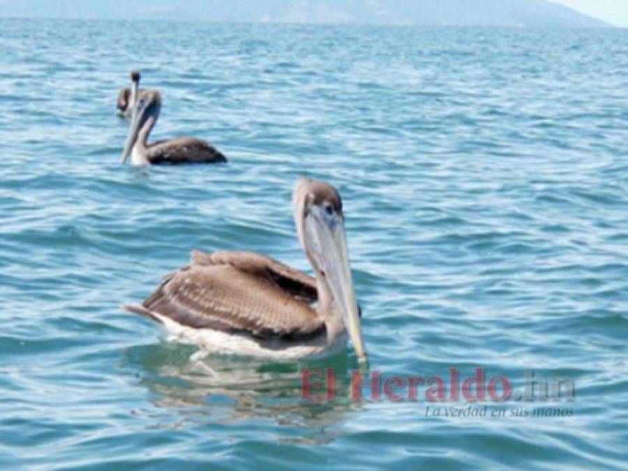 FOTOS: La fauna más hermosa captada en los bosques hondureños