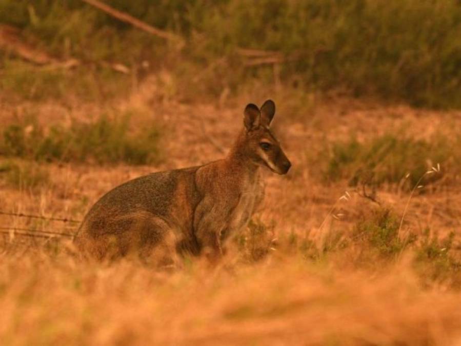 10 claves de los voraces incendios forestales en Australia