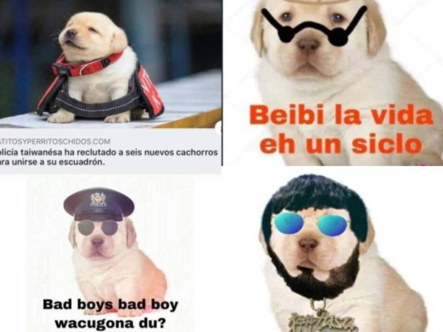 Los divertidos memes del perrito que han causado furor en Facebook